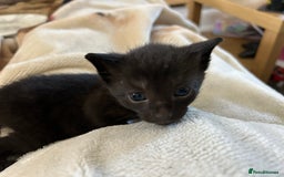 Bengal cats for sale: 3 Bengal mix kittens  - Image 9