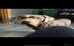 Labrador Retriever dogs for stud: Stud!! in Gateshead - Image 10