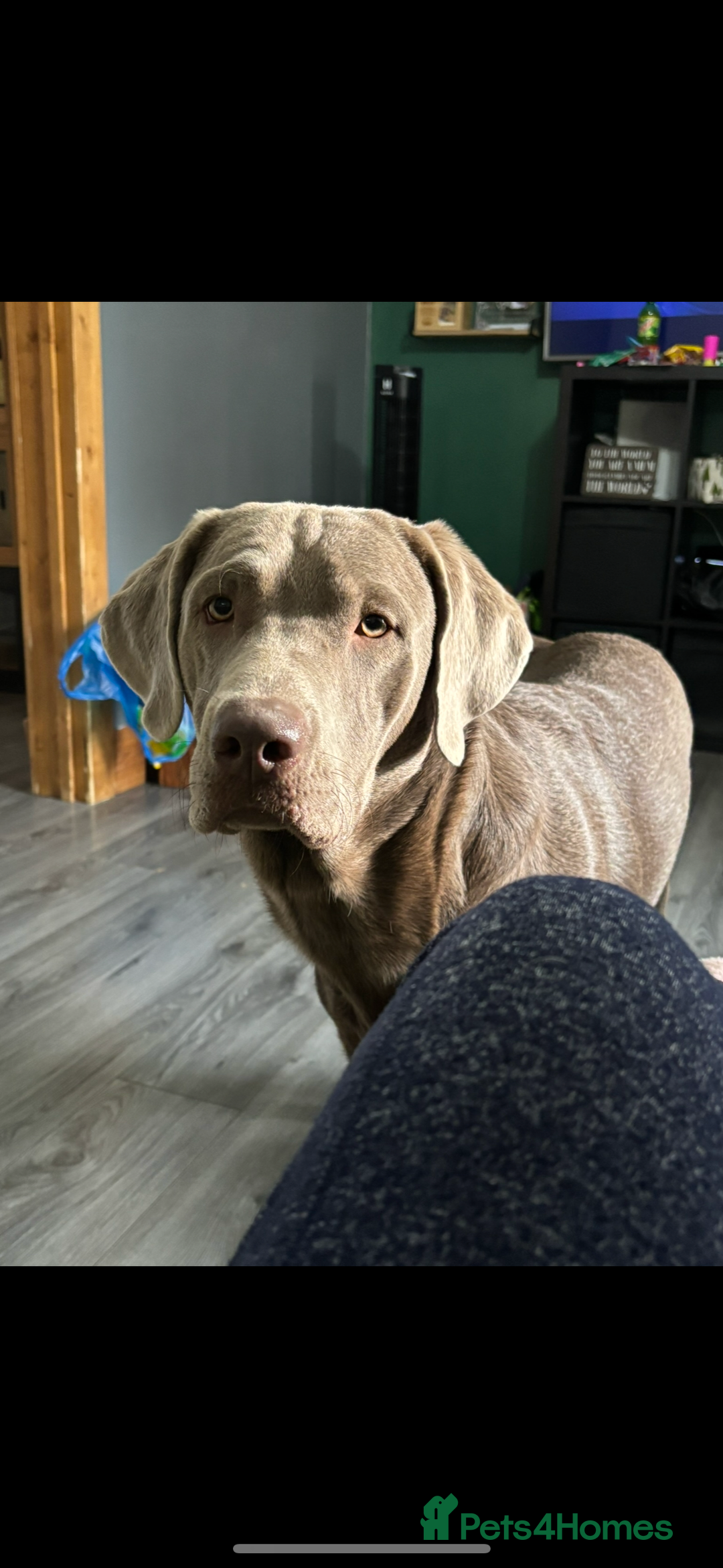 Labrador Retriever dogs for stud: Stud!! in Gateshead - Image 10