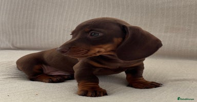 Miniature Dachshund dogs - Advert 2
