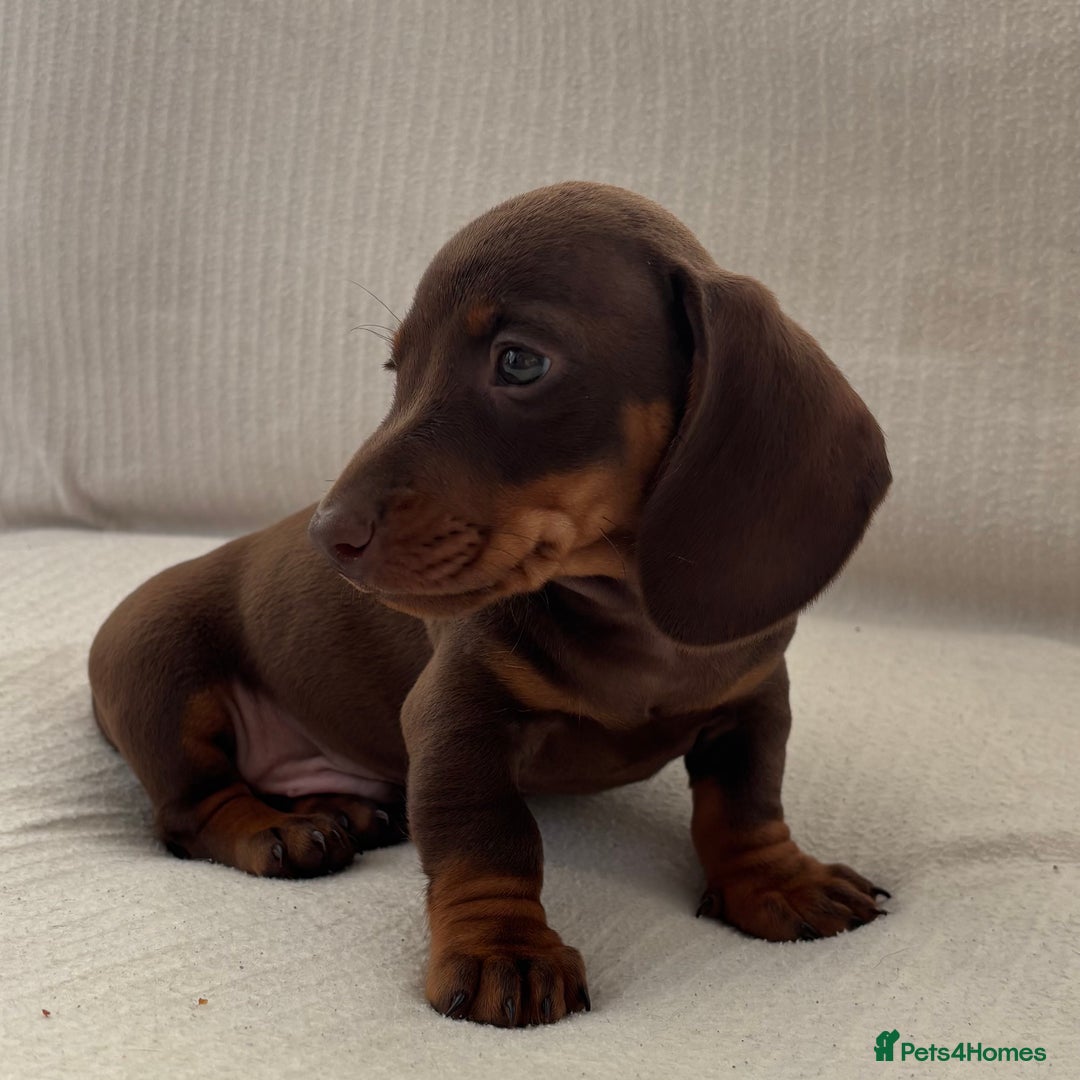 Miniature Dachshund dogs for sale: Gorgeous rainbow litter of miniature dachshund’  - Image 3