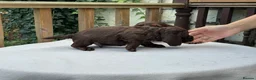 Cocker Spaniel dogs for sale: Working cocker spaniel puppies for sale - Advert 25