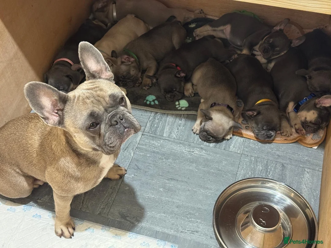French Bulldog dogs for sale: Beautiful frenchie puppies  - Advert 31