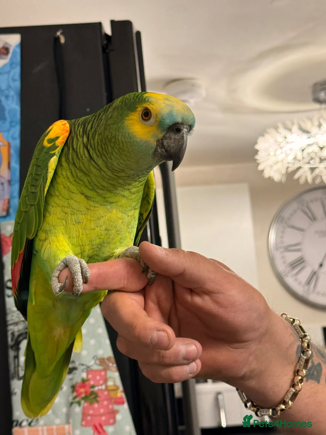 Parrots birds for sale: Amazon parrot in Mansfield - Advert 2