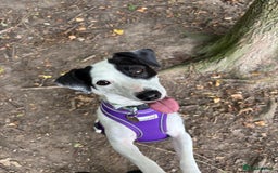 Patterdale Terrier dogs for adoption: Jackie - Image 1