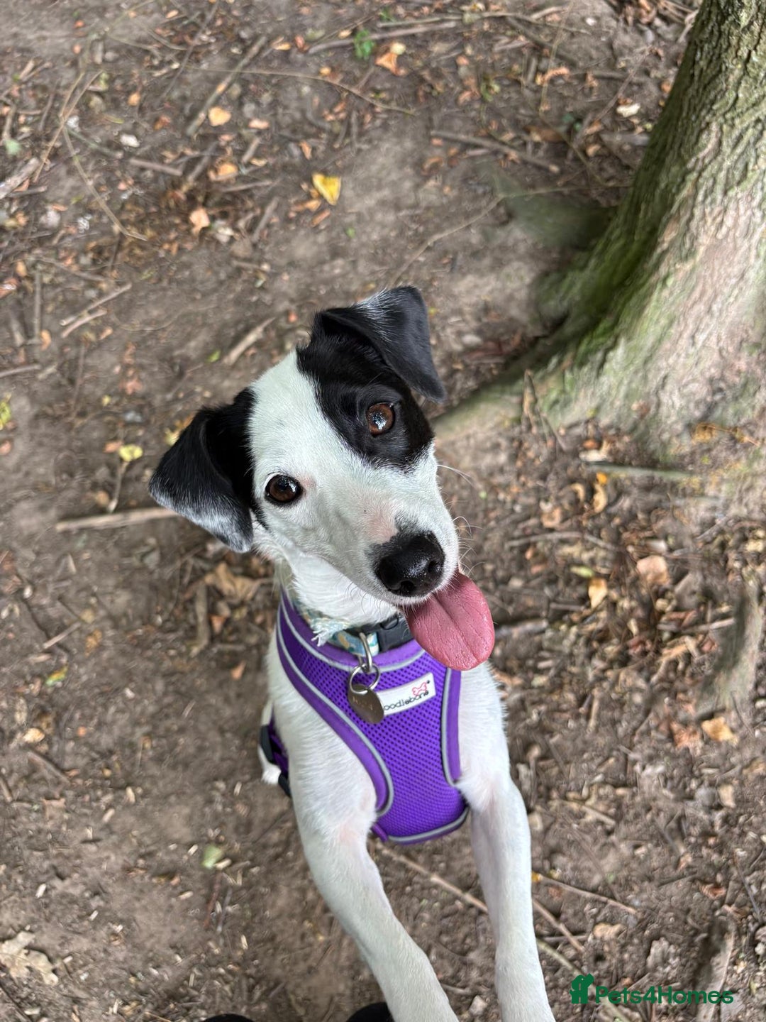 Patterdale Terrier dogs for adoption: Jackie - Image 1