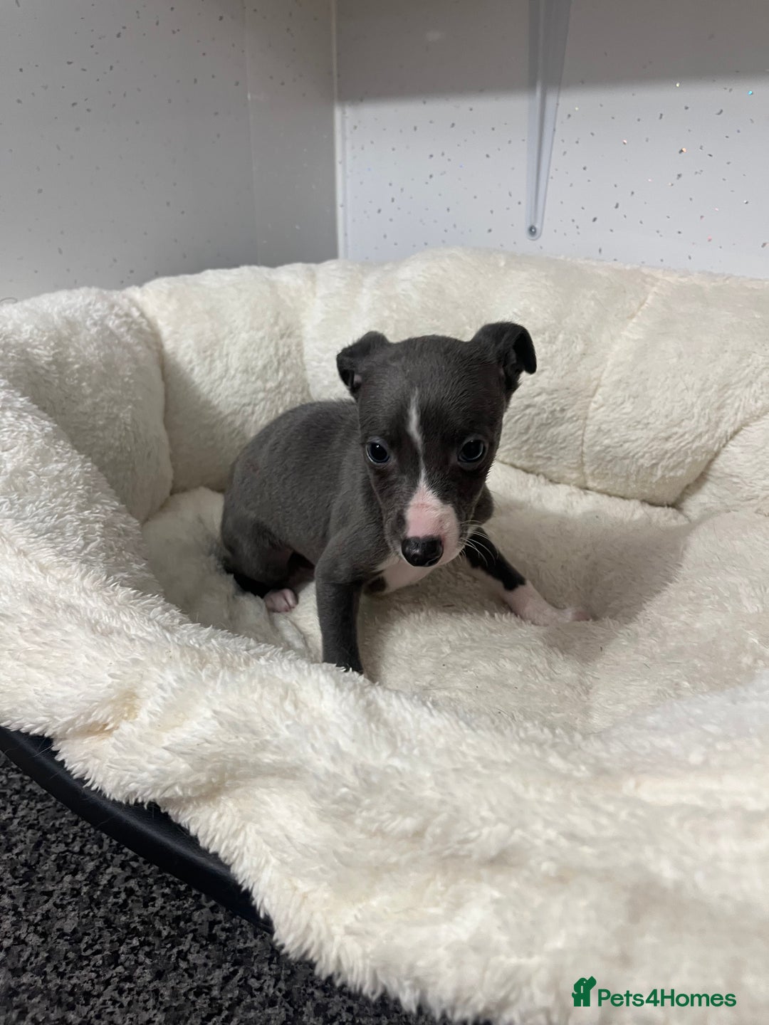 Whippet dogs for sale: Whippet  - Advert 7