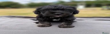Jackapoo 5