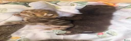 Mixed Breed cats for sale: Tabby/bengal kittens  - Advert 14