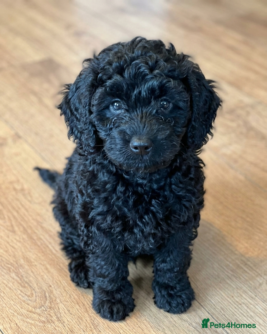 Cockapoo dogs Black toy poodle puppy - Advert 16