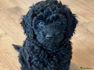 Cockapoo dogs Black toy poodle puppy - Advert 16