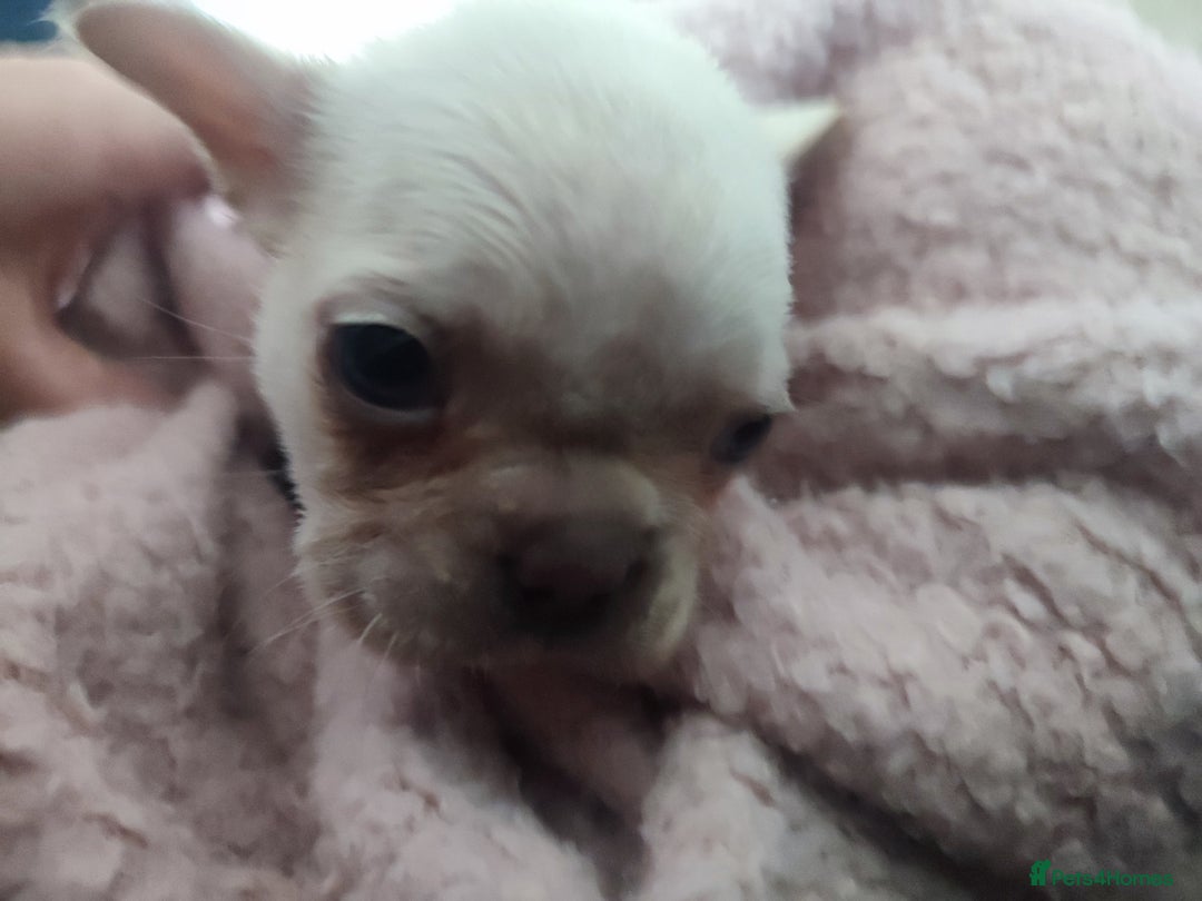 French Bulldog dogs for sale: Fluffy french bulldogs  - Advert 4