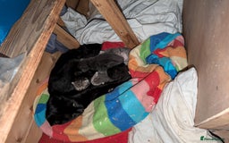 Mixed Breed cats for sale: 6x Mixed breed kittens - Image 8