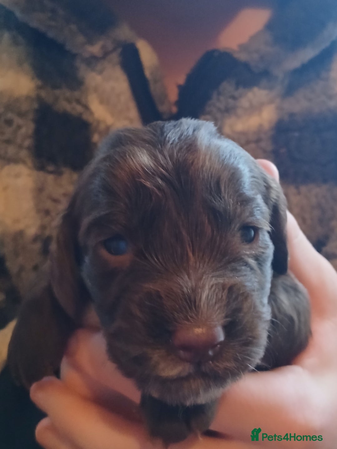 Cocker Spaniel dogs for sale: Cocker Spaniels - Image 7