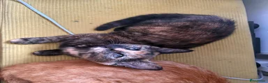 Mixed Breed 2
