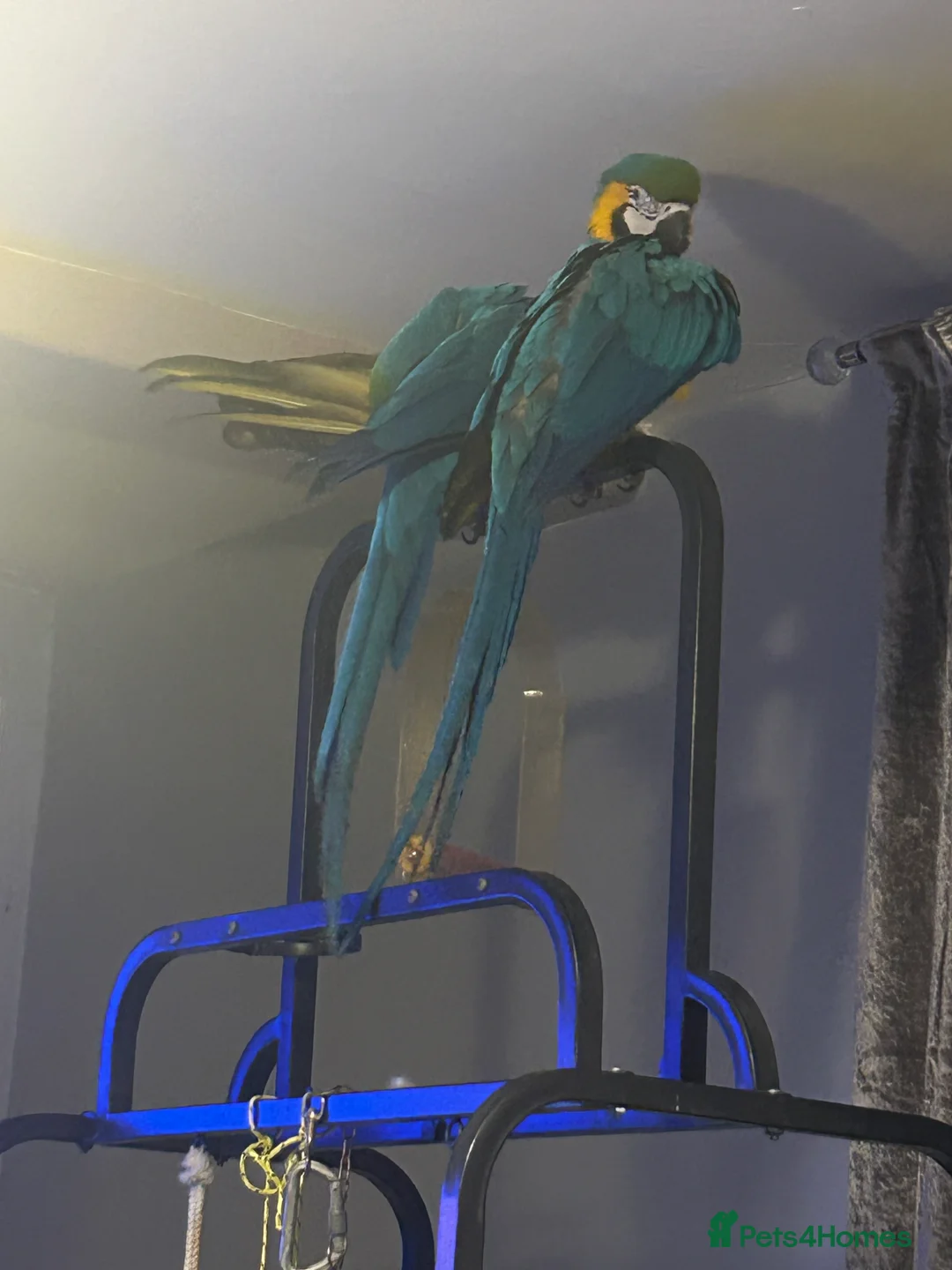 Macaws birds for sale: Macaws  - Advert 3
