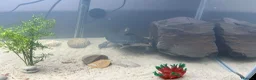 Turtle reptiles for sale: Turtles and full set up  - Advert 3