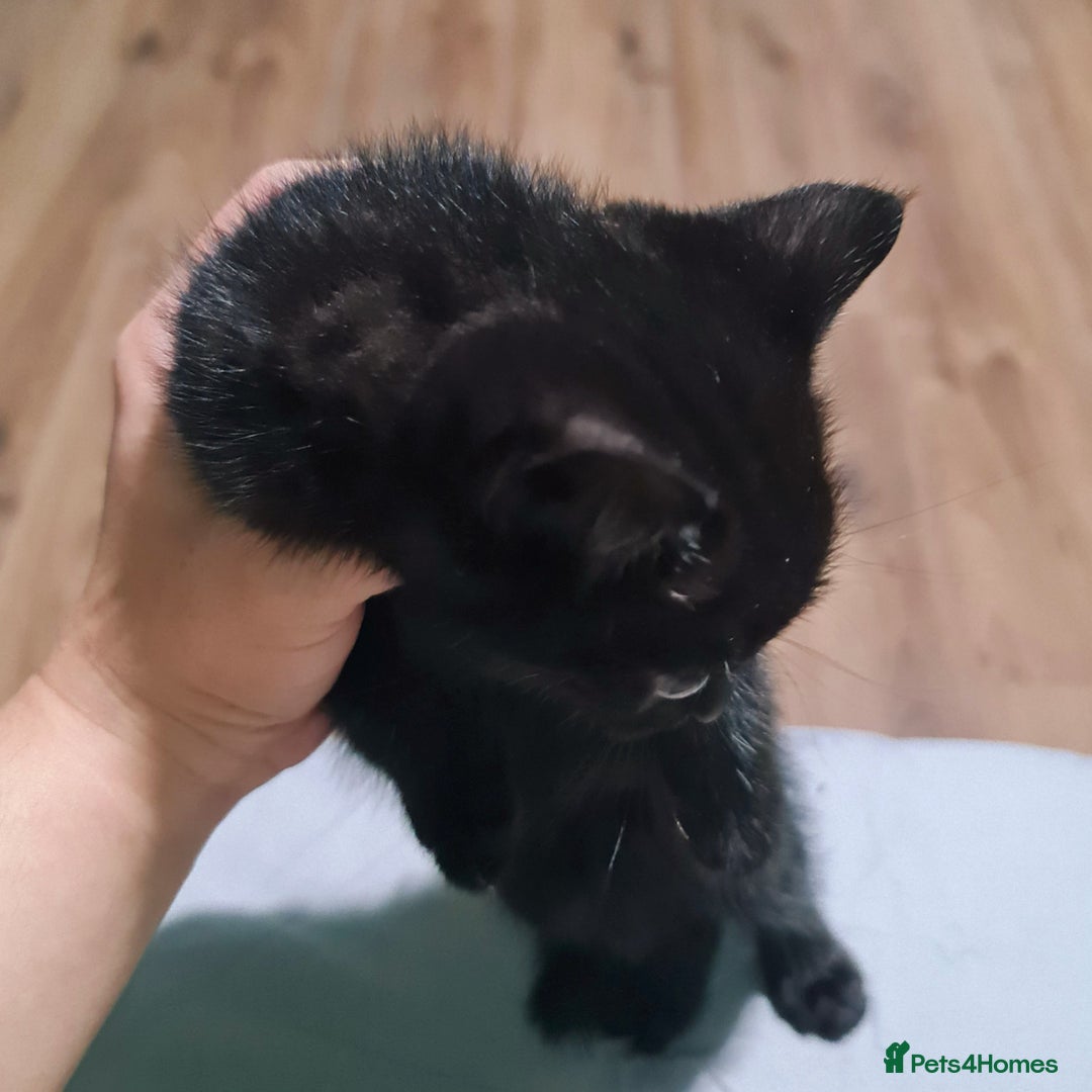 Mixed Breed cats for sale: 4 female kittens - Image 11