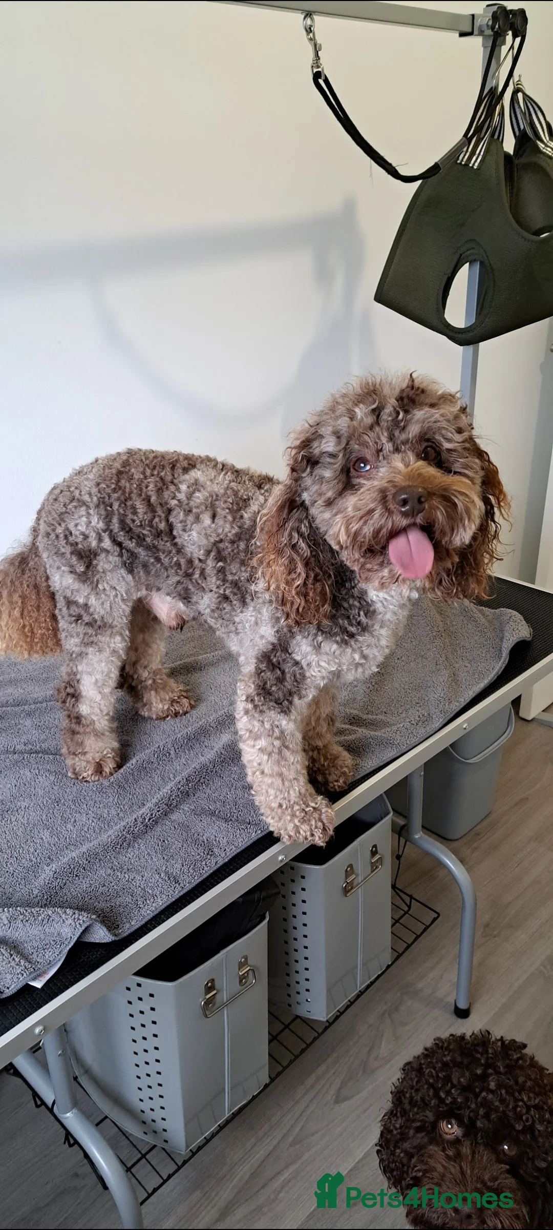 Poodle dogs for stud: Cockapoo stud chocolate merle  in Bristol - Advert 1