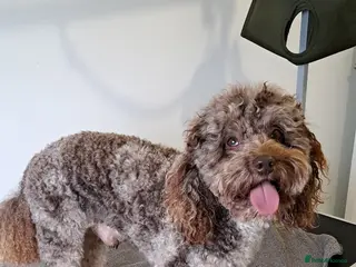 Poodle dogs Cockapoo stud chocolate merle in Bristol - Advert 2