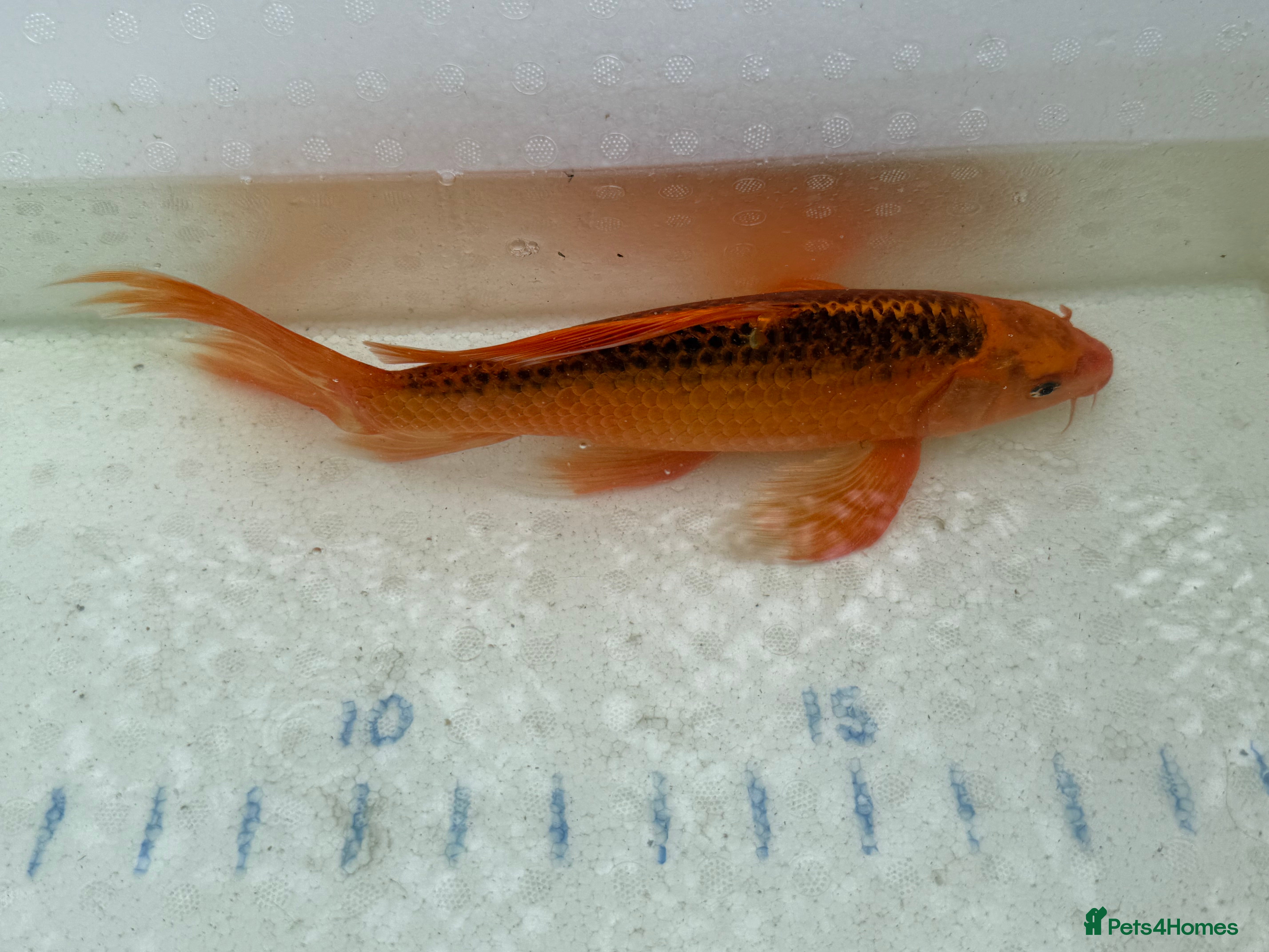 Koi Carp fish Japanese koi plus more - Advert 9