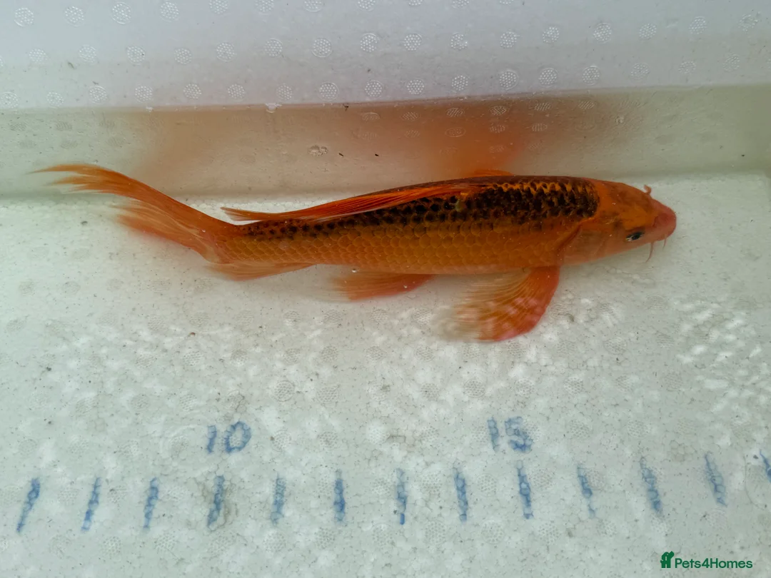 Koi Carp fish for sale: Japanese koi plus more - Advert 1