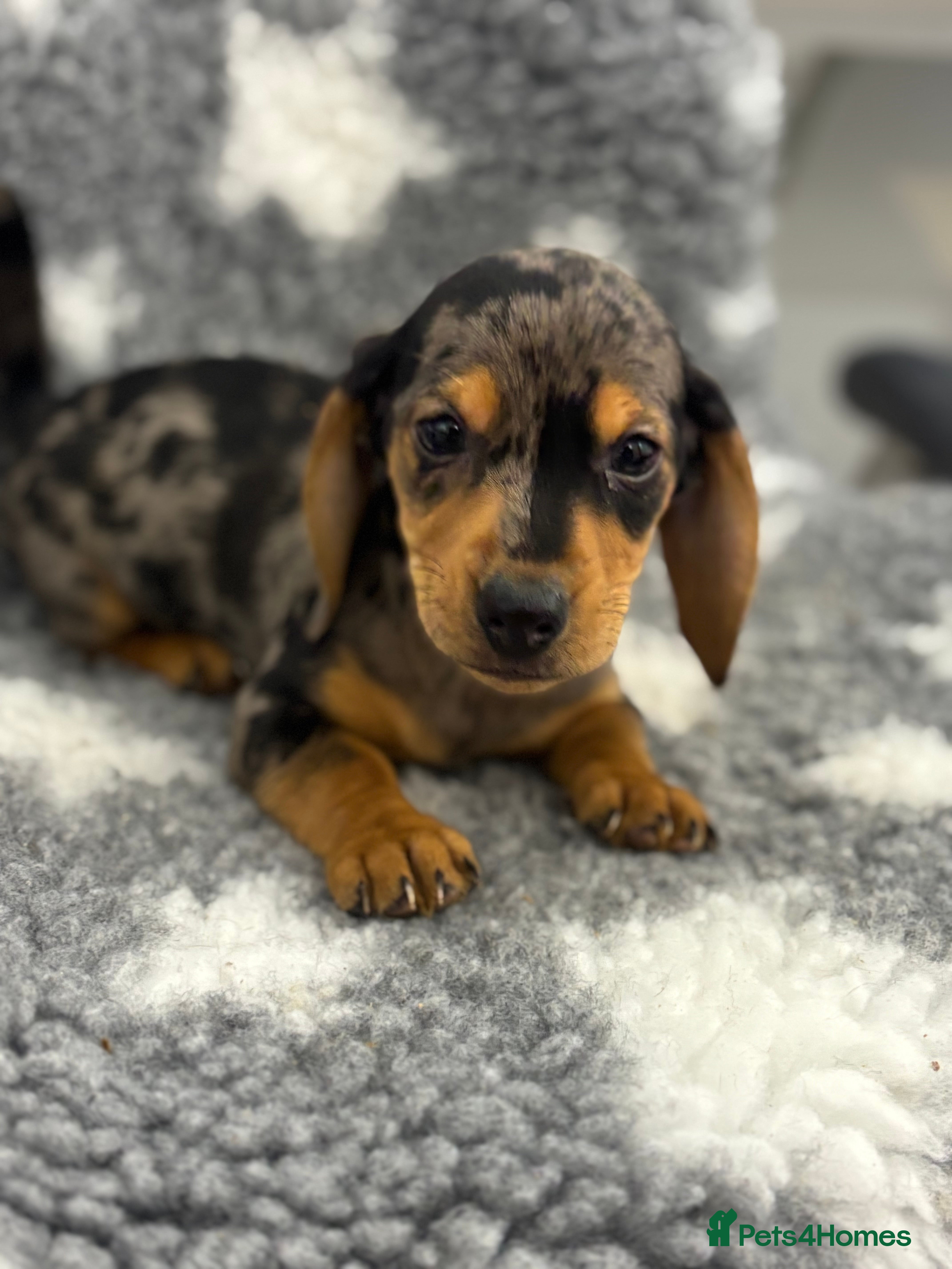 Miniature Dachshund dogs 7 Daschunds pups  - Advert 1