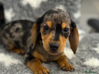 Miniature Dachshund dogs 7 Daschunds pups - Advert 1