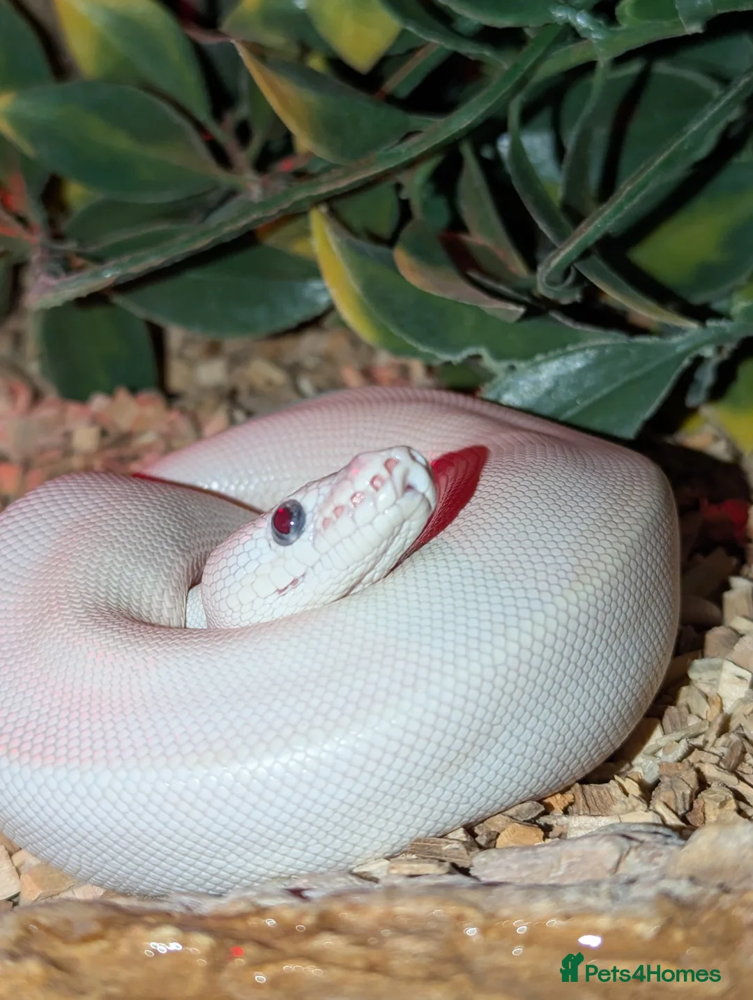 Snake reptiles for sale: Blue eyed lucy - Advert 1