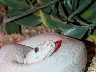 Snake reptiles Blue eyed lucy - Advert 5