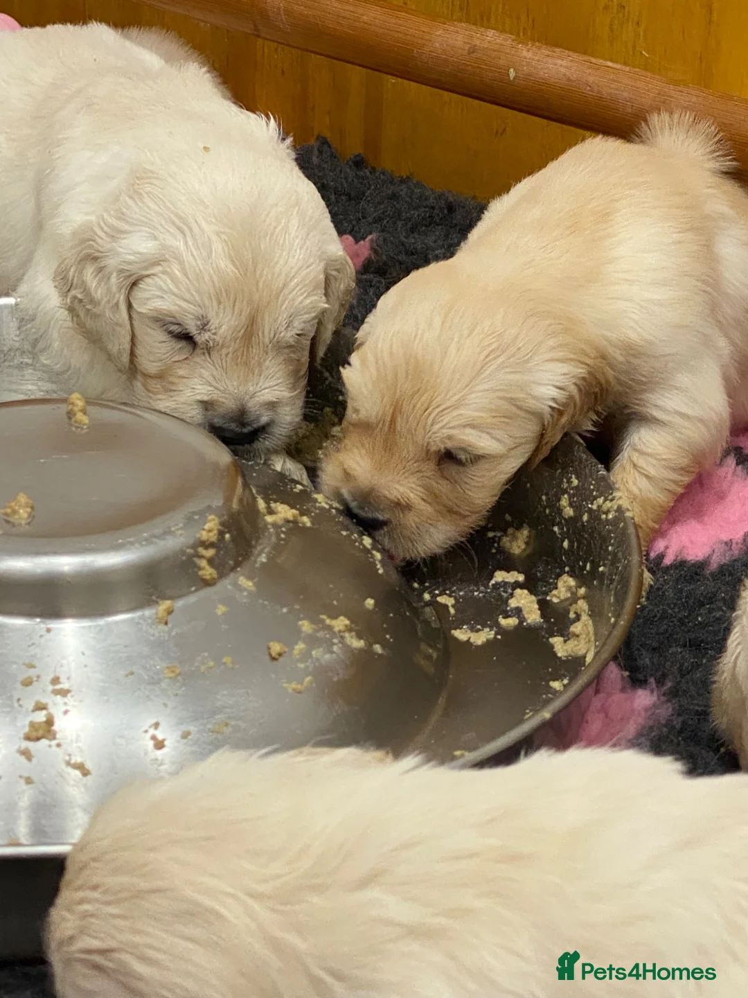 Golden Retriever dogs for sale: Golden Retriever - Advert 2