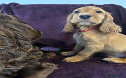 Cocker Spaniel dogs for sale: Working cocker spaniel puppies - Only 3x pups left - Image 38