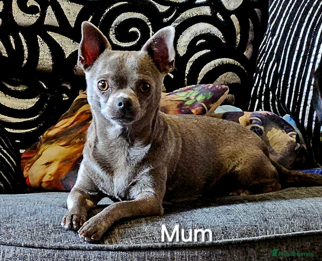 Chihuahua dogs for sale: Gorgeous pure breed chihuahua puppies  - Advert 4