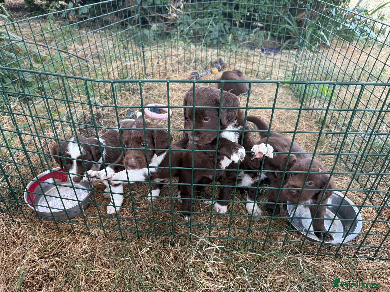 English Springer Spaniel dogs Sprocker Puppies  - Advert 2
