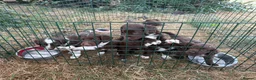 English Springer Spaniel dogs for sale: Springer Spaniel Puppies  - Advert 3