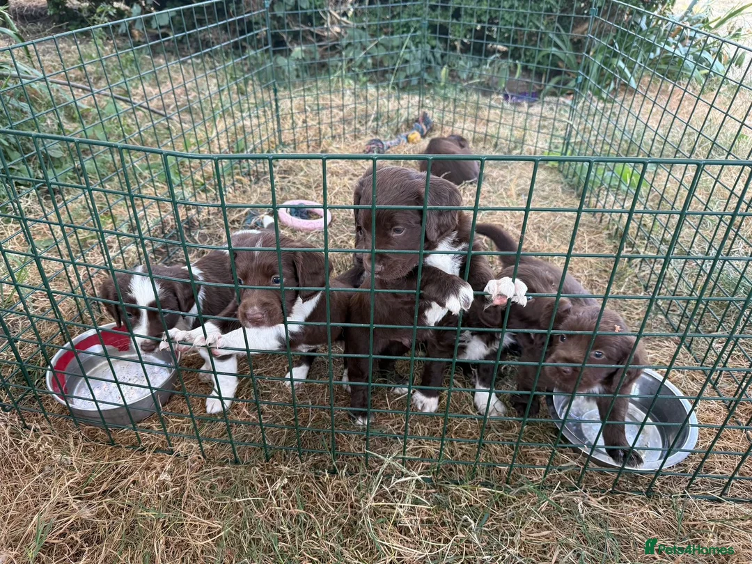 Sprocker dogs for sale: Sprocker Puppies. Ready now. - Advert 2