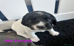 Sprocker dogs for sale: Sprocker Spaniel Puppies - Image 1
