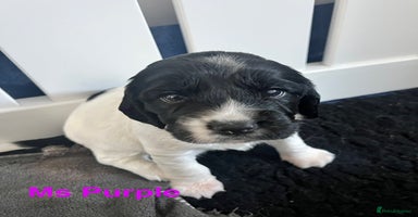 Sprocker dogs - Advert 5