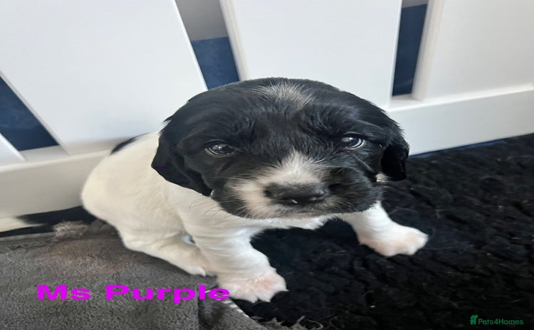 Sprocker dogs - Advert 1