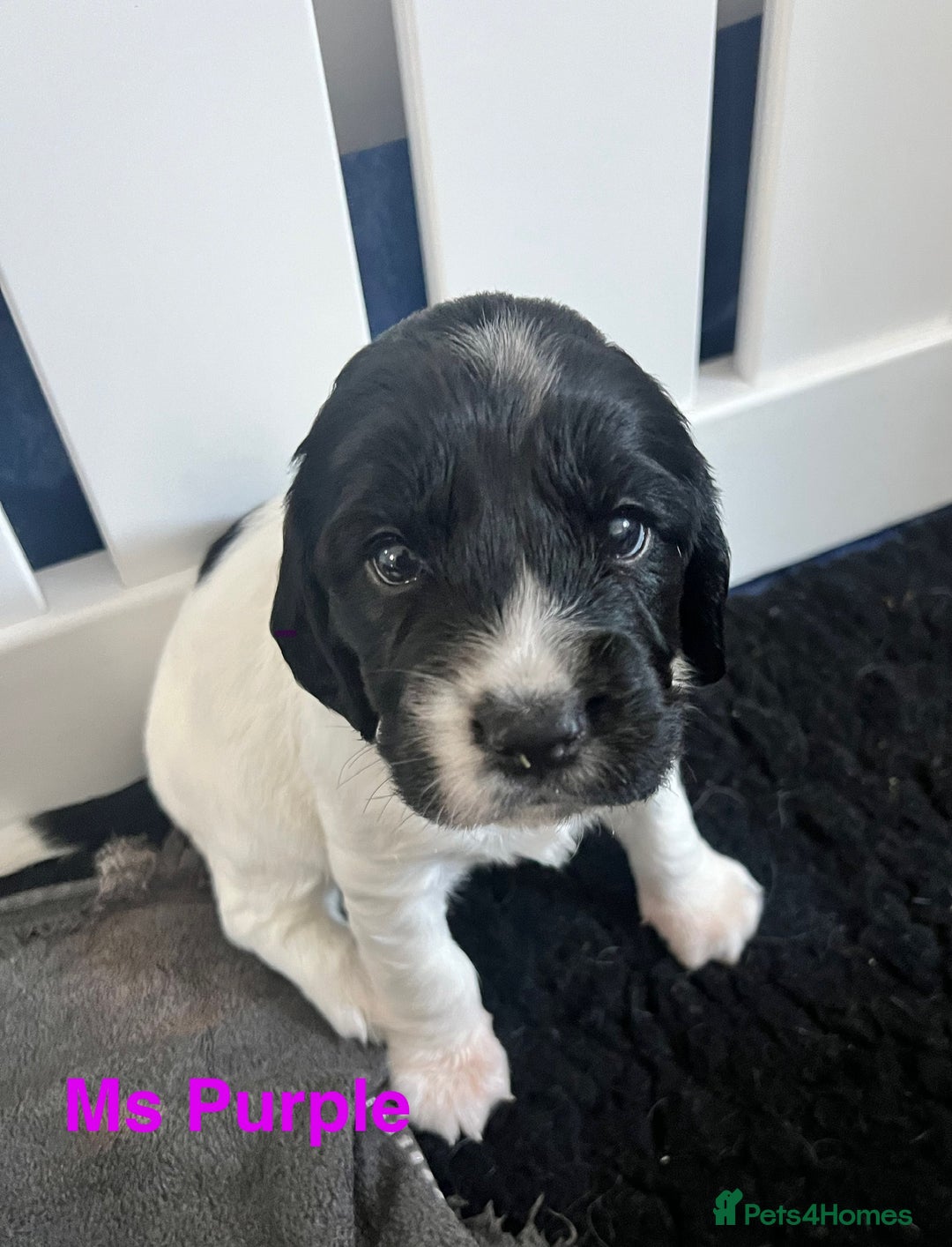 Sprocker dogs for sale: Sprocker Spaniel Puppies - Image 1