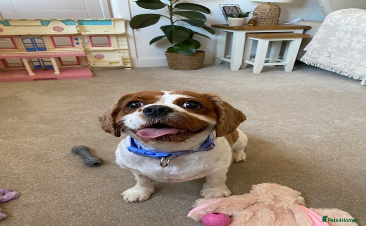 Cavalier King Charles Spaniel dogs - Advert 10