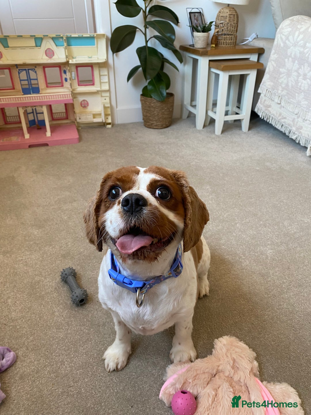 Cavalier King Charles Spaniel dogs for sale: King Charles girl amazing temperament!  - Image 1