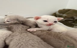 Devon Rex cats for sale: ❤️Devon rex kittens available 😻 - Image 9