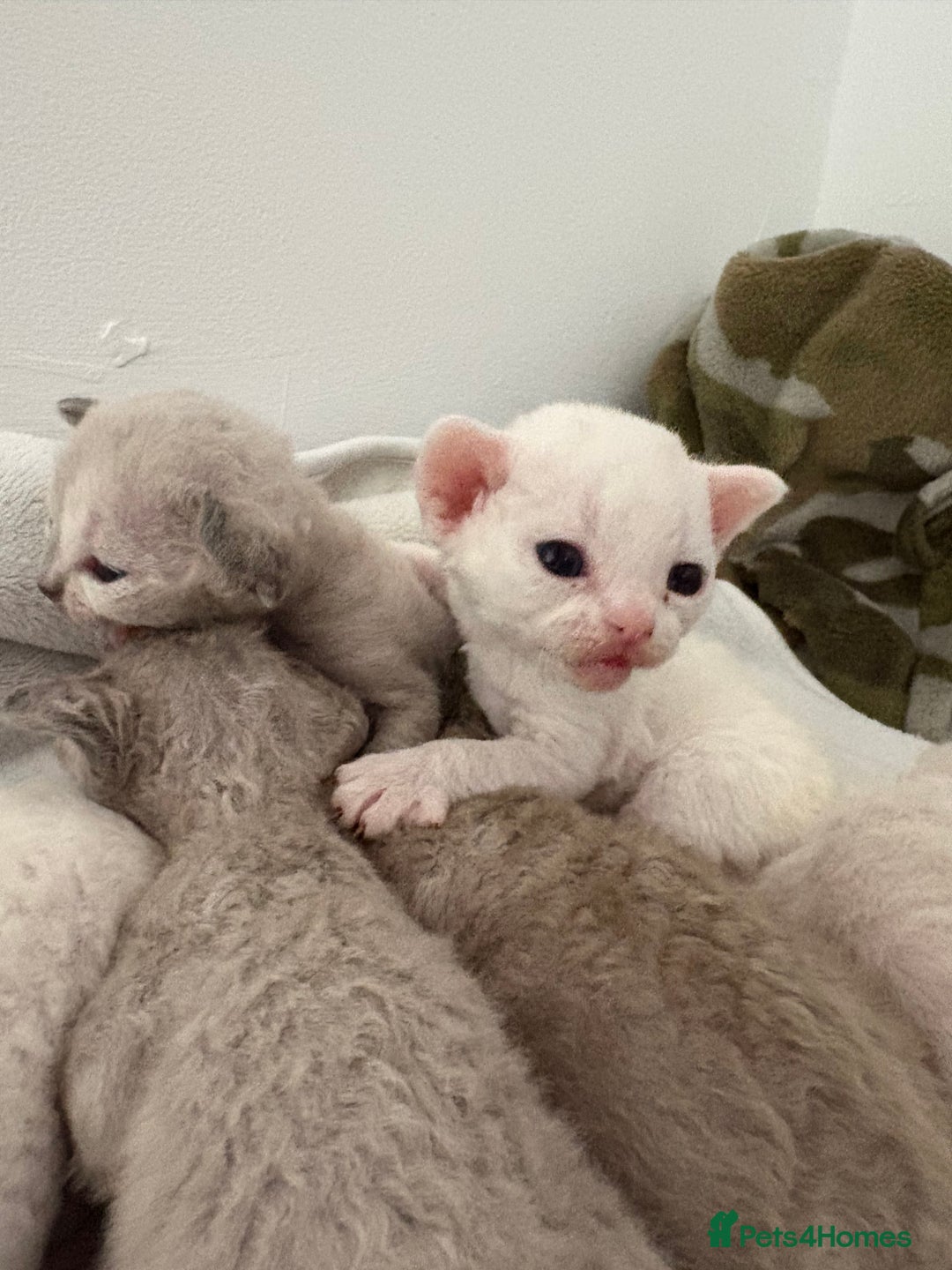 Devon Rex cats for sale: ❤️Devon rex kittens available 😻 - Image 9