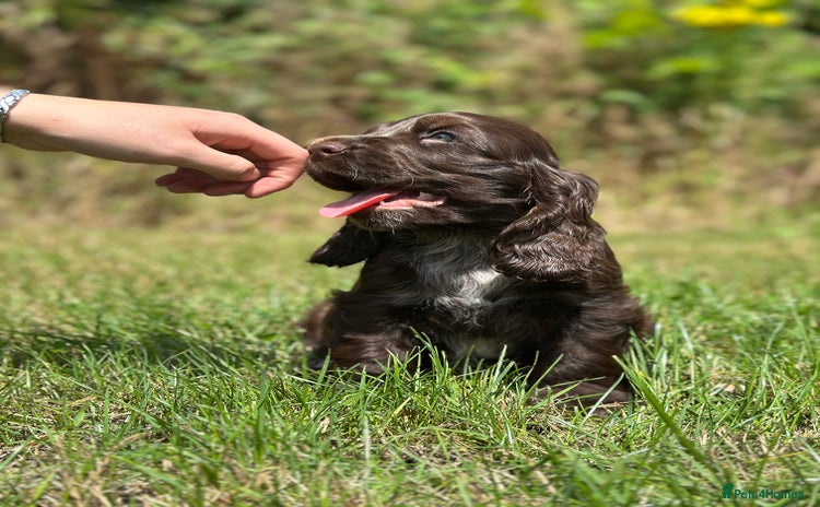 Cocker Spaniel dogs - Advert 1