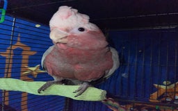Cockatoo birds for sale: Baby Galah Cockatoo for Sale -  Sweet & Social - Image 9