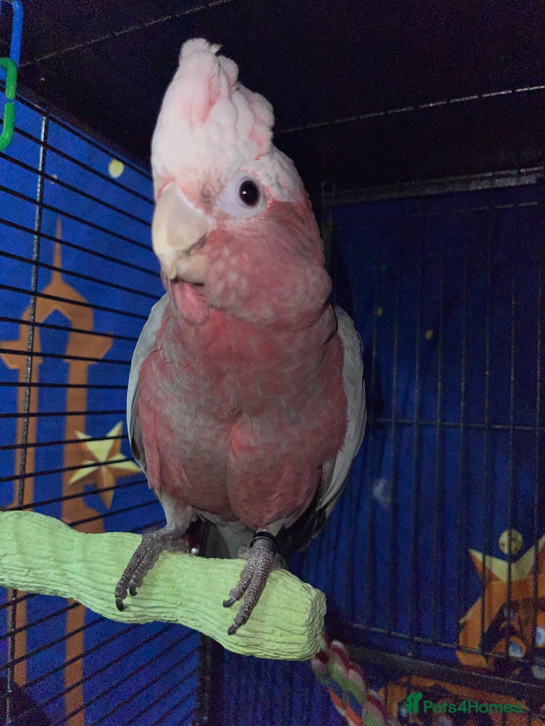 Cockatoo birds for sale: Baby Galah Cockatoo for Sale -  Sweet & Social - Image 9