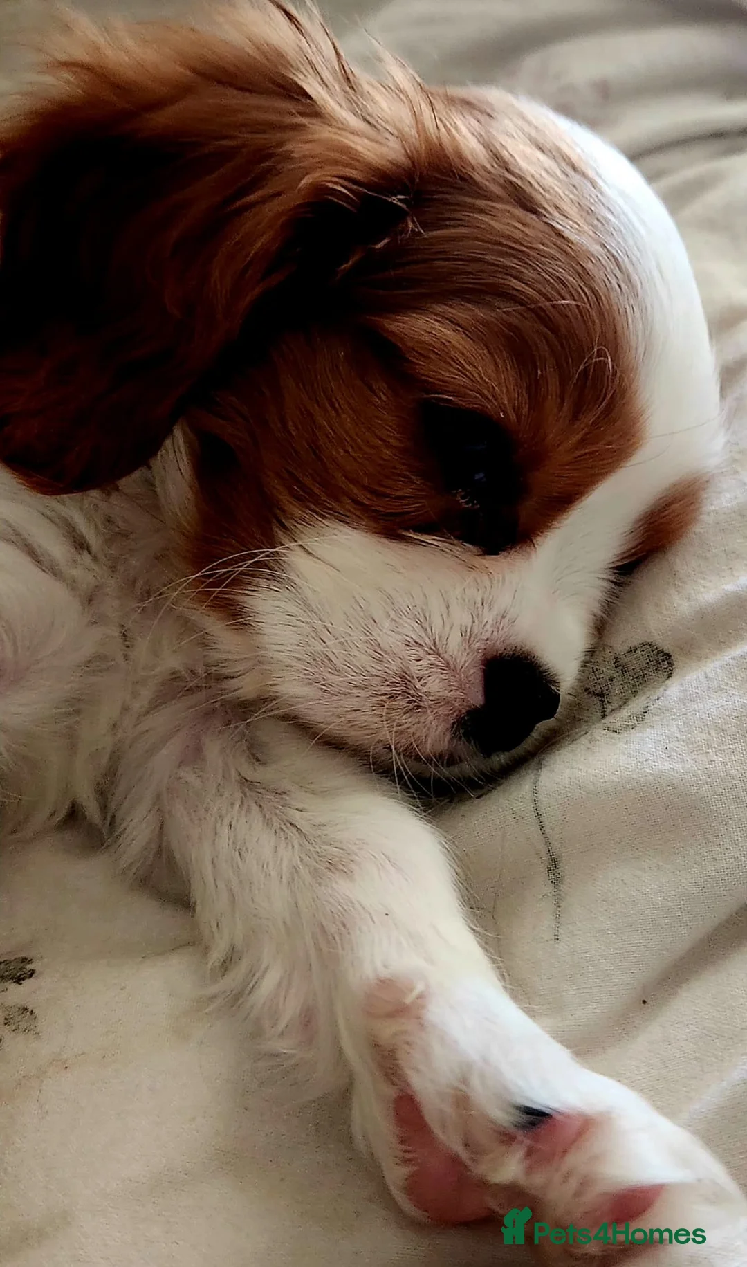 Cavalier King Charles Spaniel dogs for sale: Beautiful Blenheim Cavalier King Charles Spaniels! - Advert 2