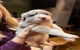 Border Collie dogs for sale: Beautiful Red Merle & Red Border Collie Puppies - Advert 8