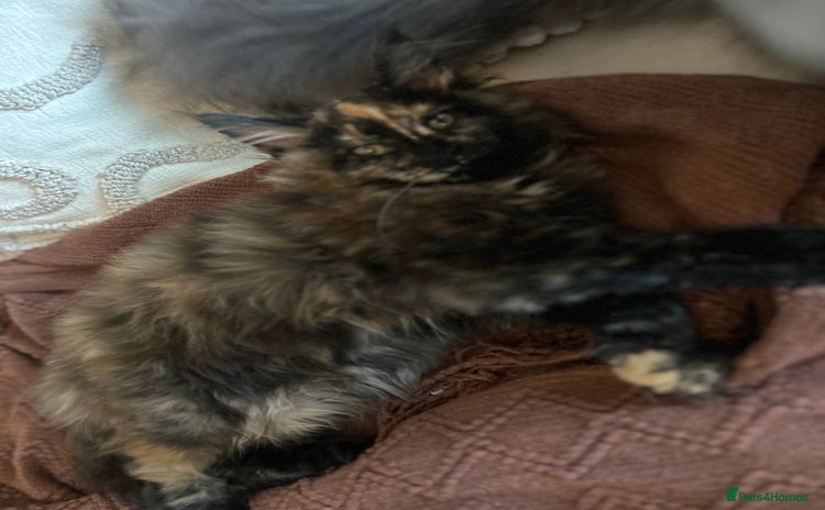 Maine Coon cats - Advert 9